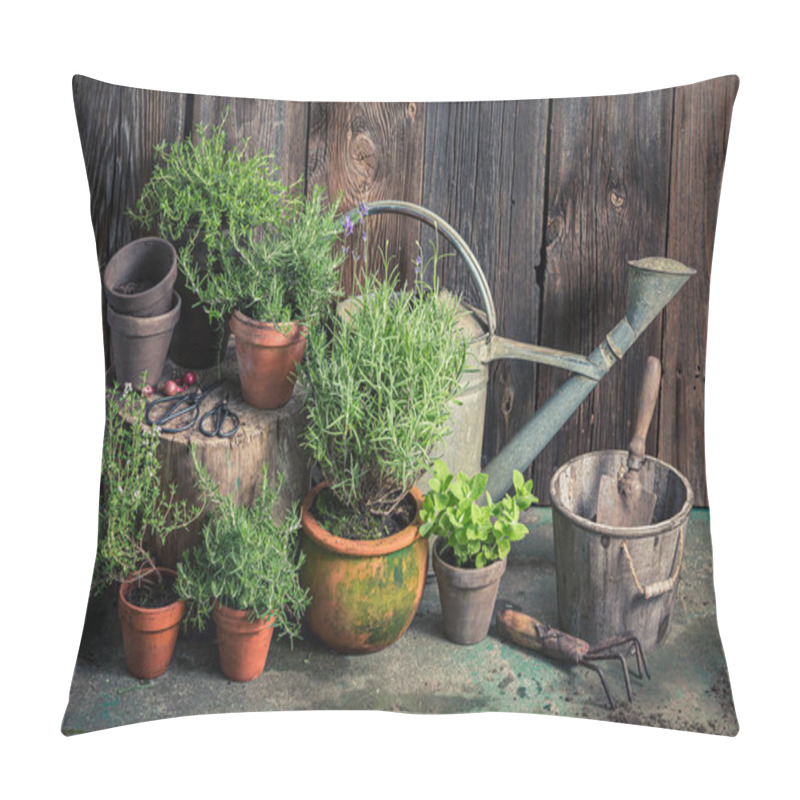 Personality  Homegrown And Aromatic Herbs In Summer Garden. Rustic Garden In Summer Afternoon Pillow Covers