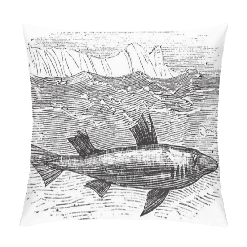 Personality  Spiny Dogfish, Spurdog, Mud Shark, Piked Dogfish Or Squallus Aca Pillow Covers