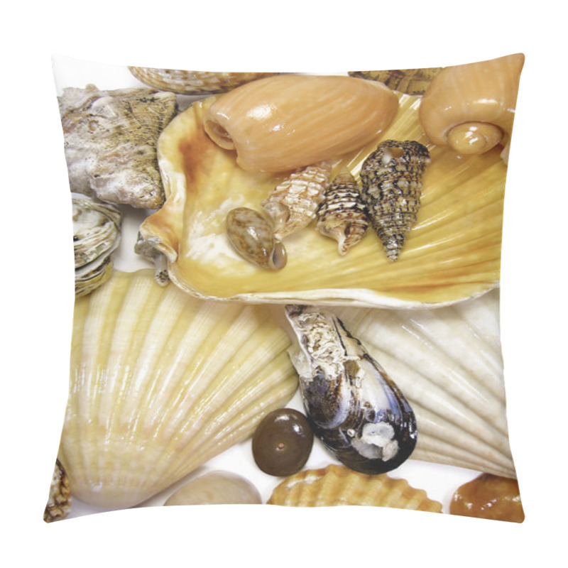 Personality  Several Sea Shells On White Pillow Covers