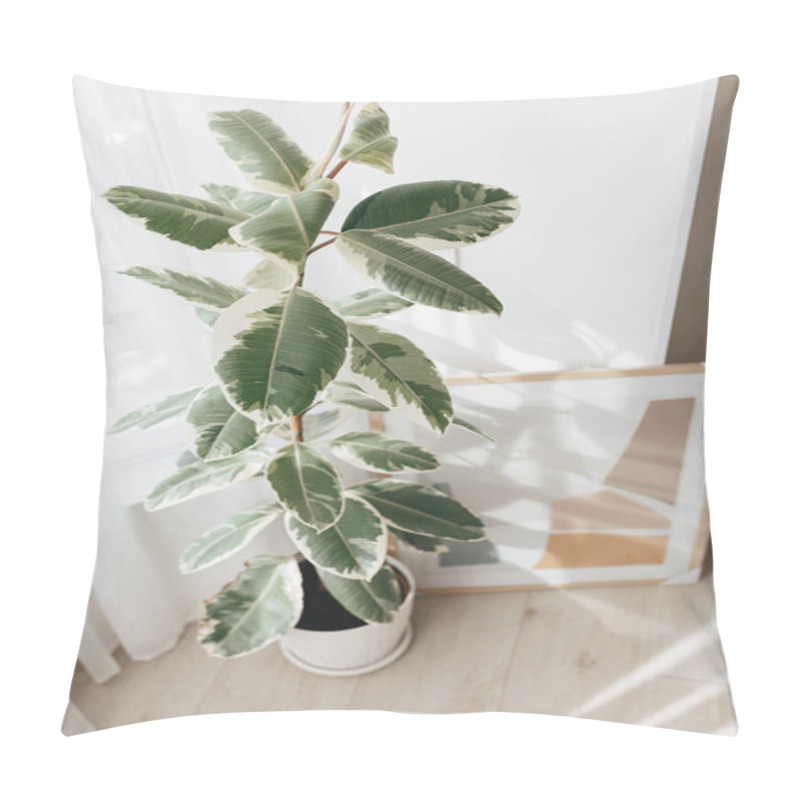 Personality  Variegated Rubber Tree Plant, Variegata Ficus Elastica. House Plants Indoor, Big Indoor Plants Pillow Covers