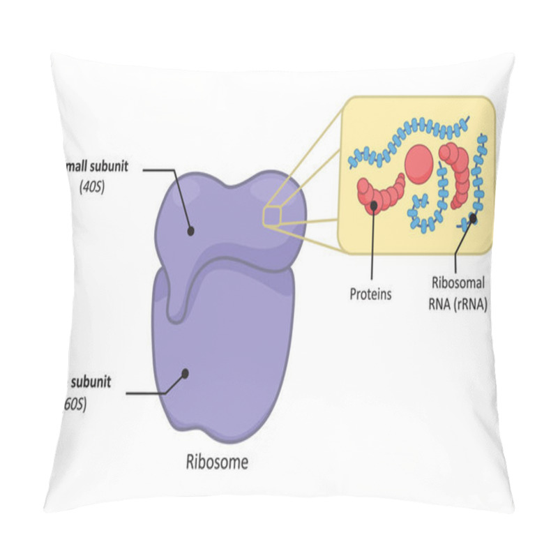 Personality  Simple Structure Of A 80s Ribosome In Eukaryotic Cell. Pillow Covers