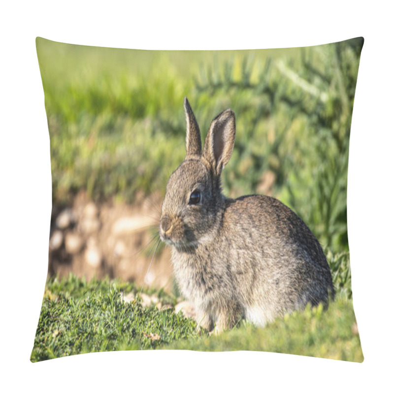 Personality  European Rabbit, Common Rabbit, Bunny, Oryctolagus Cuniculus Sitting On A Meadow At Munich Panzerwiese Pillow Covers