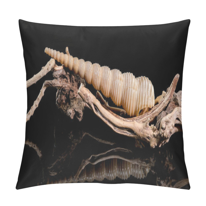 Personality  A Mesmerizing Turritella Seashell With Its Elongated Spiral Structure And Ridged Texture, Elegantly Displayed On A Natural Driftwood Base, Set Against A Sleek Black Background Pillow Covers