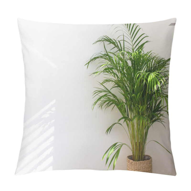 Personality  Decorative Areca Palm Near White Wall. Chrysalidocarpus Lutescens. Green Plants Fot Home. Freshening Of The Air. Indoor Gardening. Pillow Covers