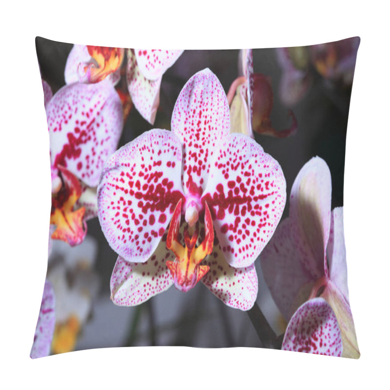 Personality  Orchid Flowers Close Up Pillow Covers