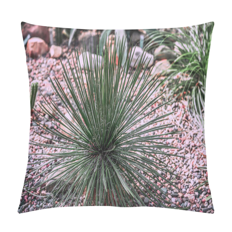 Personality  Lush Succulent On Stony Ground. Natural Background Pillow Covers