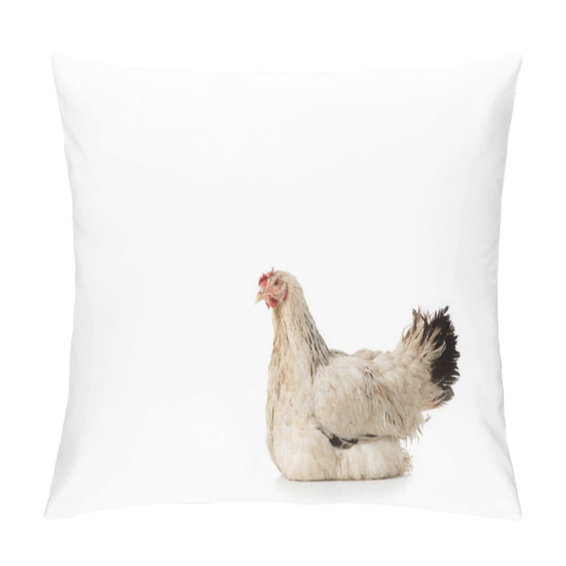 Personality  Full Length View Of Beautiful White Hen Lying Isolated On White Pillow Covers