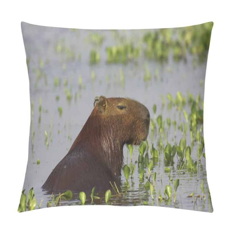 Personality  CABIAI Hydrochoerus Hydrochaeris Pillow Covers