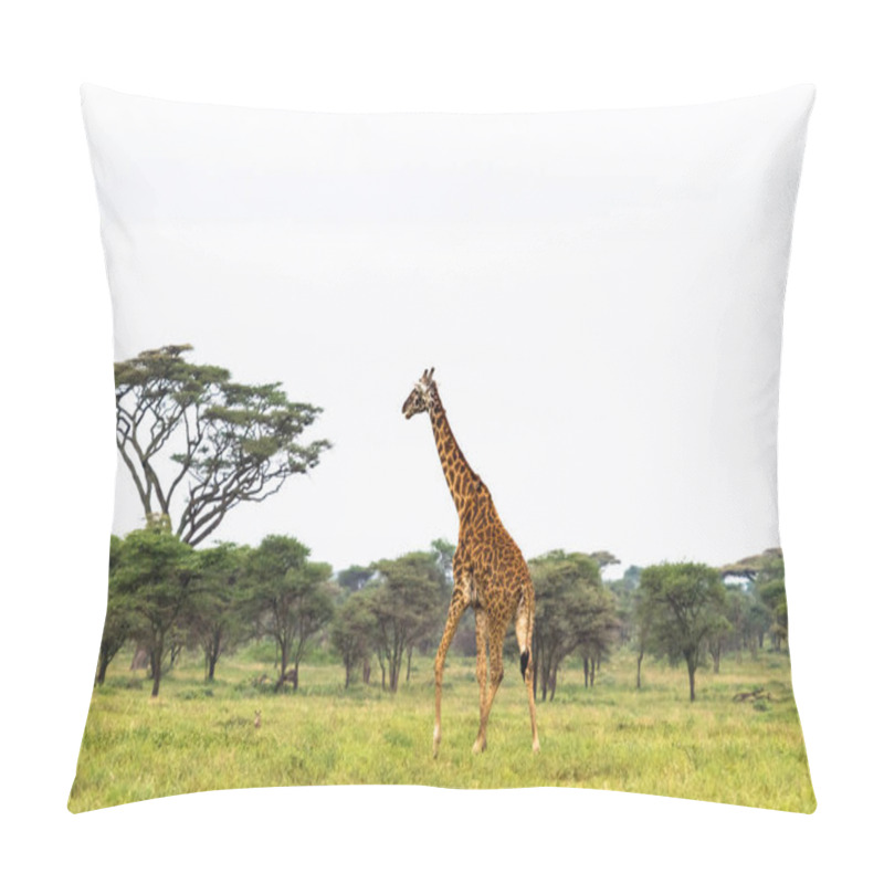 Personality  Maasai Giraffe In Savanna Of Tarangire. Tanzania, Africa Pillow Covers