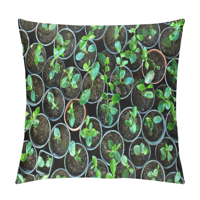 Personality  Many Young Potted Sprouts In Greenery, Top View Pillow Covers