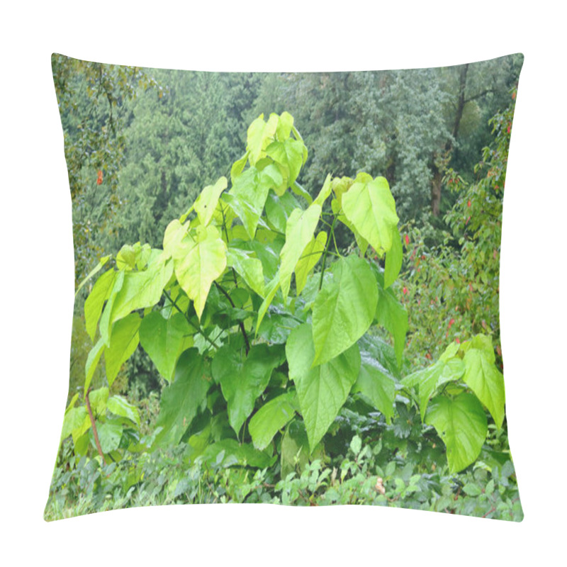 Personality  Full, Detailed View Of A Velvetleaf Weed Growing On The Edge Of A Shaded Stream. The Velvetleaf Is A Broadleaf Annual Weed.  Pillow Covers