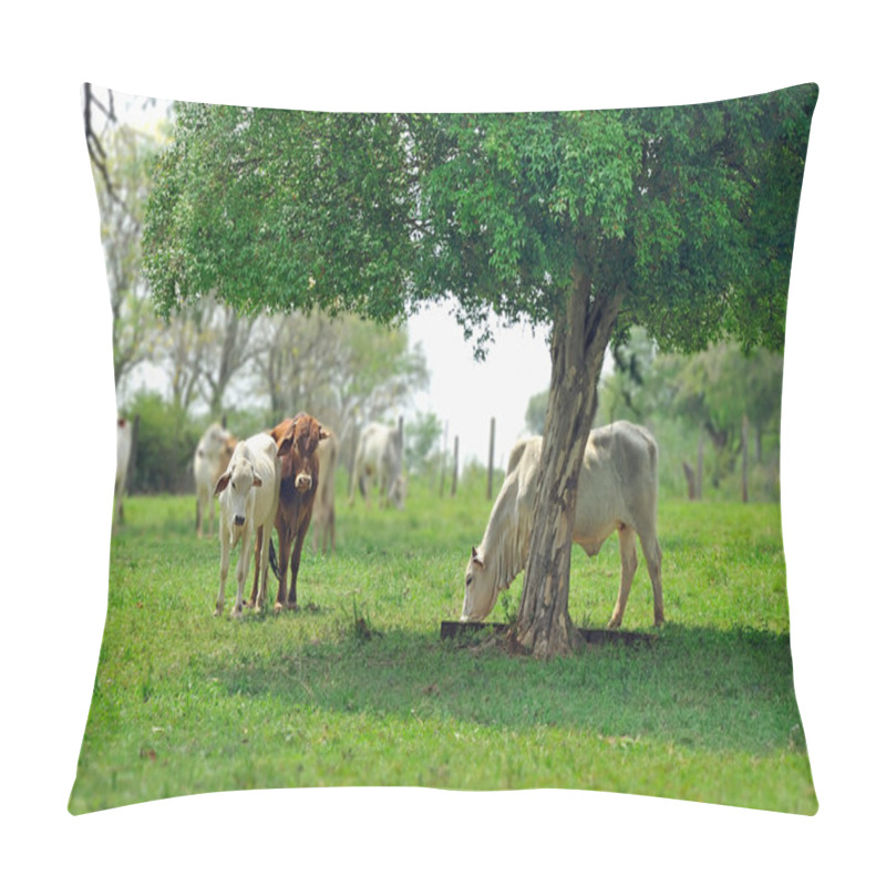 Personality  A Zebu Outsiade Pillow Covers