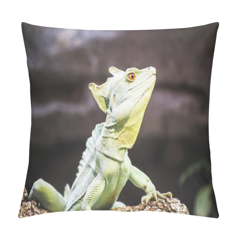 Personality  Lizard Resting In The Sun Pillow Covers