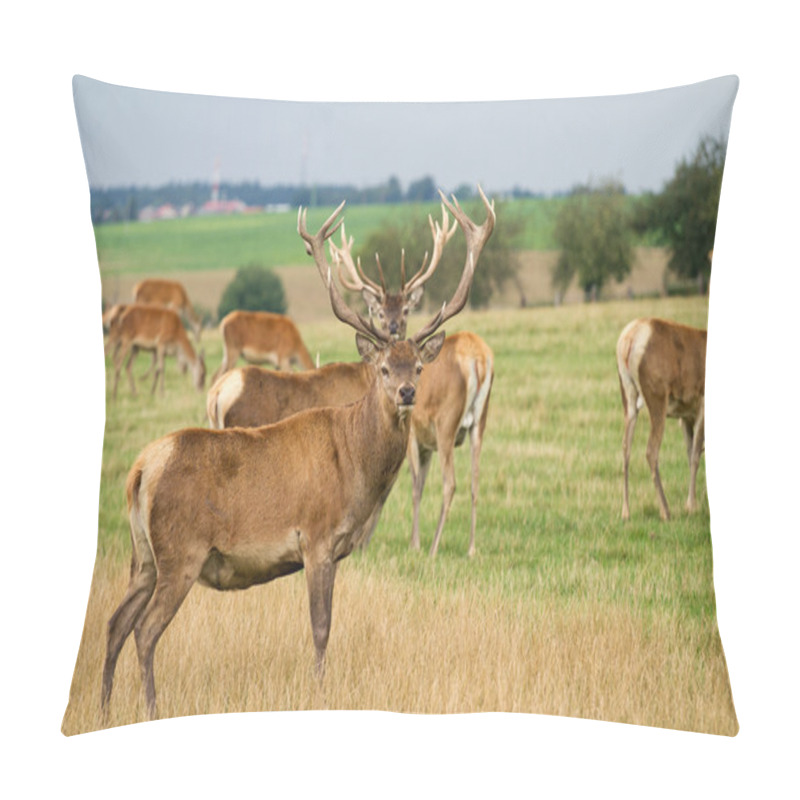 Personality  Deer Grazing In The Meadow Pillow Covers