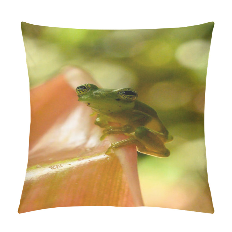 Personality  Ghost Glass Frog. Found In Costa Rica Panama South America. Pillow Covers