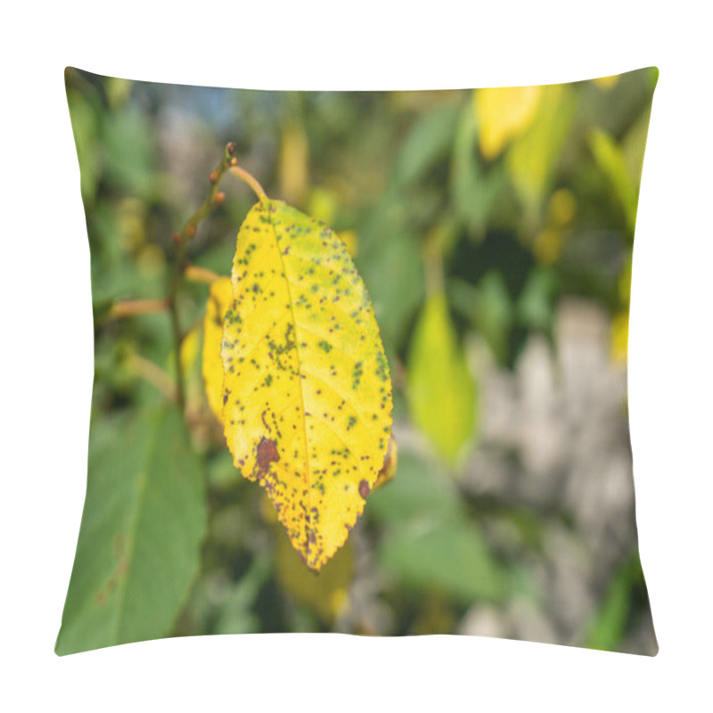 Personality  Cherry Leaf Spot Disease Or Coccomycosis Caused By Blumeriella Jaapii Fungus. Yellow Cherry Leaves With Brown Spots Close-up. Pillow Covers