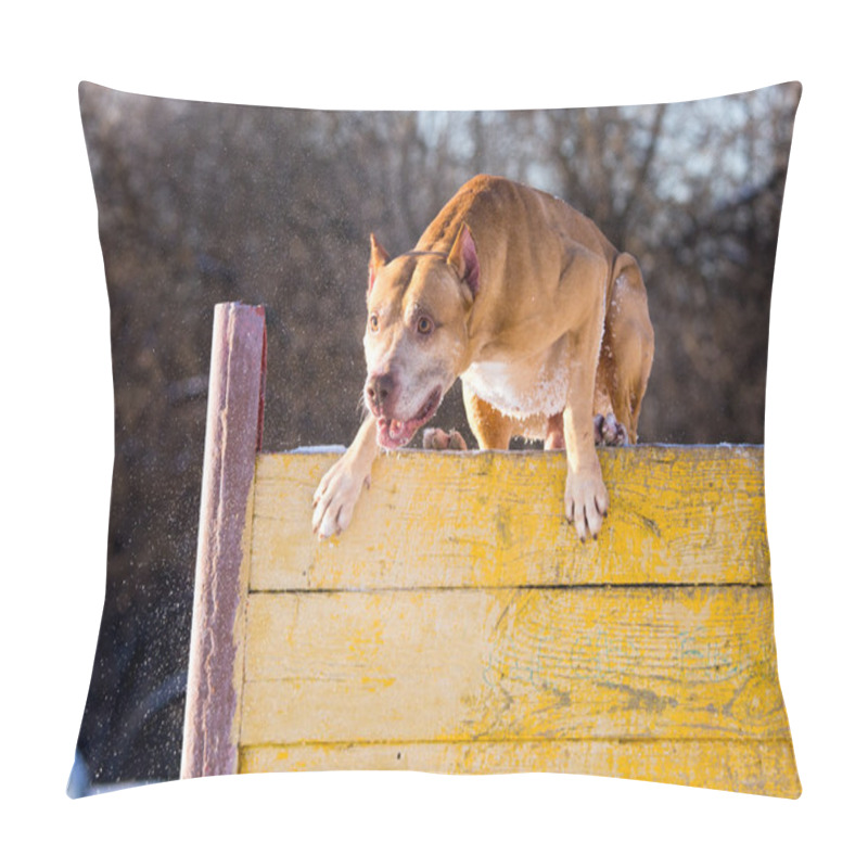 Personality  American Pit Bull Terrier Jumps Over Hurdle Pillow Covers