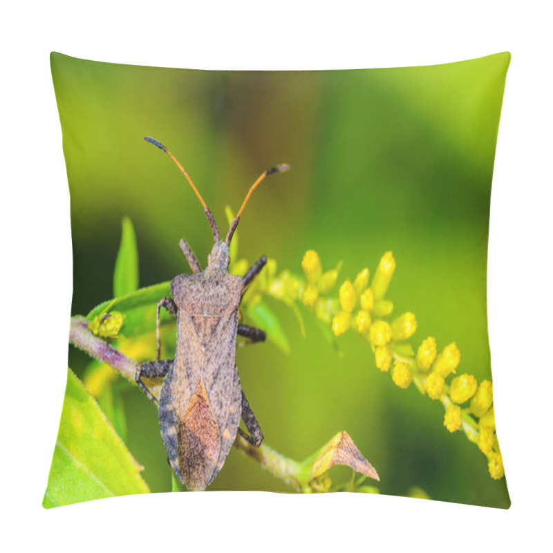 Personality  A Brown Bug With Long Mustache Sits On The Grass With Yellow Flowers Pillow Covers