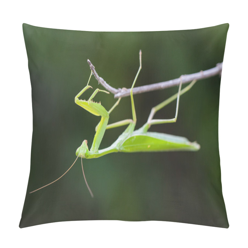 Personality  Praying Mantis Against Green Background Pillow Covers