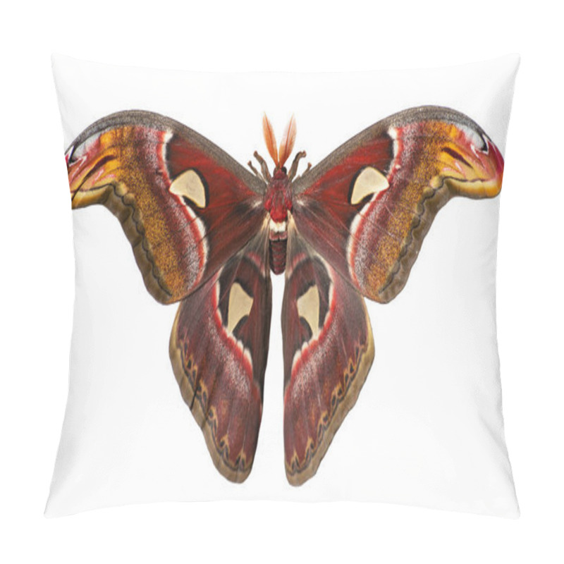 Personality  Giant Atlas Silk Moth, Attacus Atlas, Is Isolated On White Background Pillow Covers