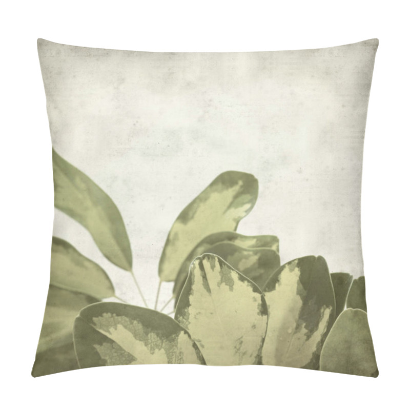 Personality  Textured Old Paper Background With Variegated Leaves Of Dwarf Umbrella Tree  Pillow Covers