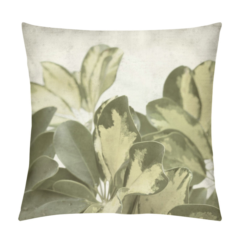 Personality  Textured Old Paper Background With Variegated Leaves Of Dwarf Umbrella Tree  Pillow Covers