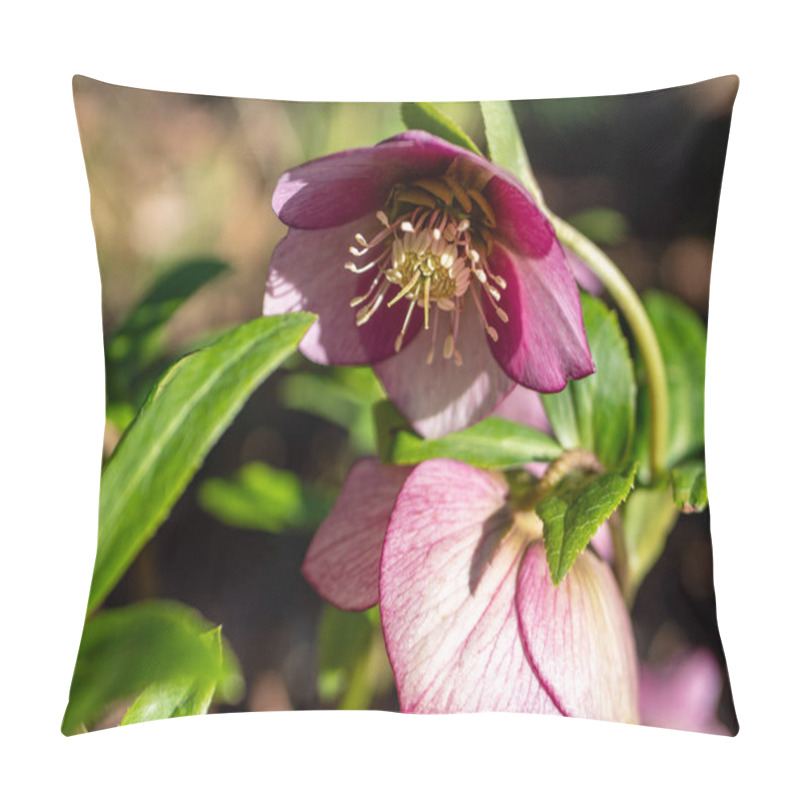 Personality  Oriental Hellebore Snow Rose In Bloom Pillow Covers