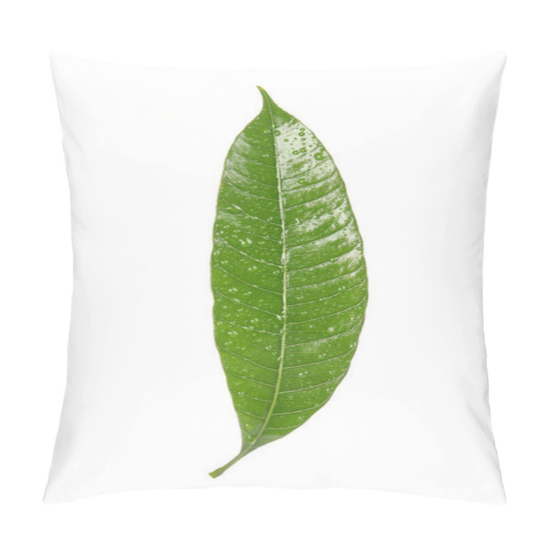 Personality  Green Mango Leaf With Water Drops On White Background Pillow Covers