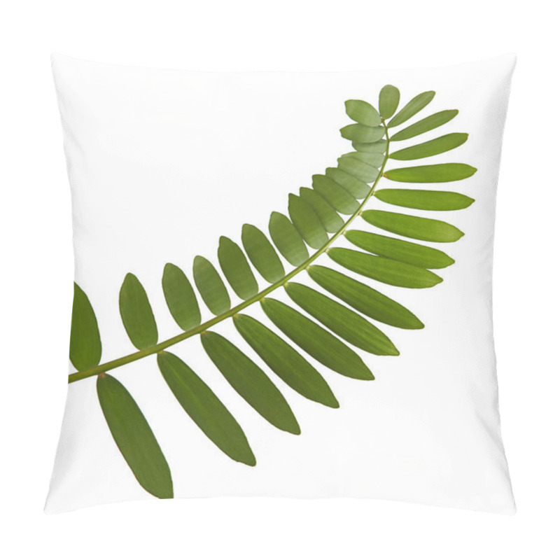 Personality  Cardboard Palm Or Zamia Furfuracea Or Mexican Cycad Leaf  Isolated On White Background, With Clipping Path Pillow Covers