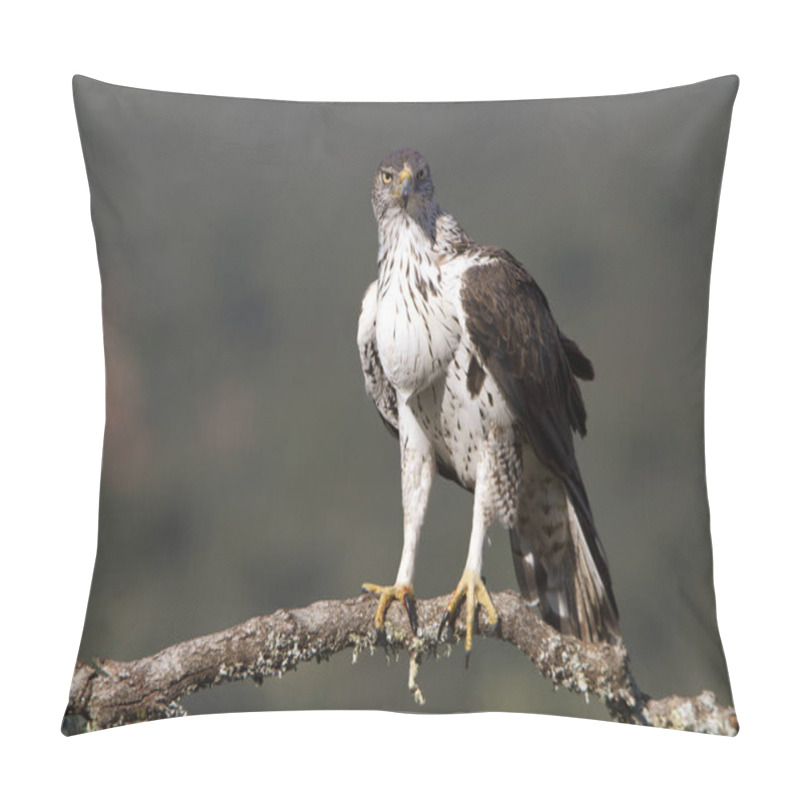 Personality  Bonellis Eagle. Aquila Fasciata Pillow Covers