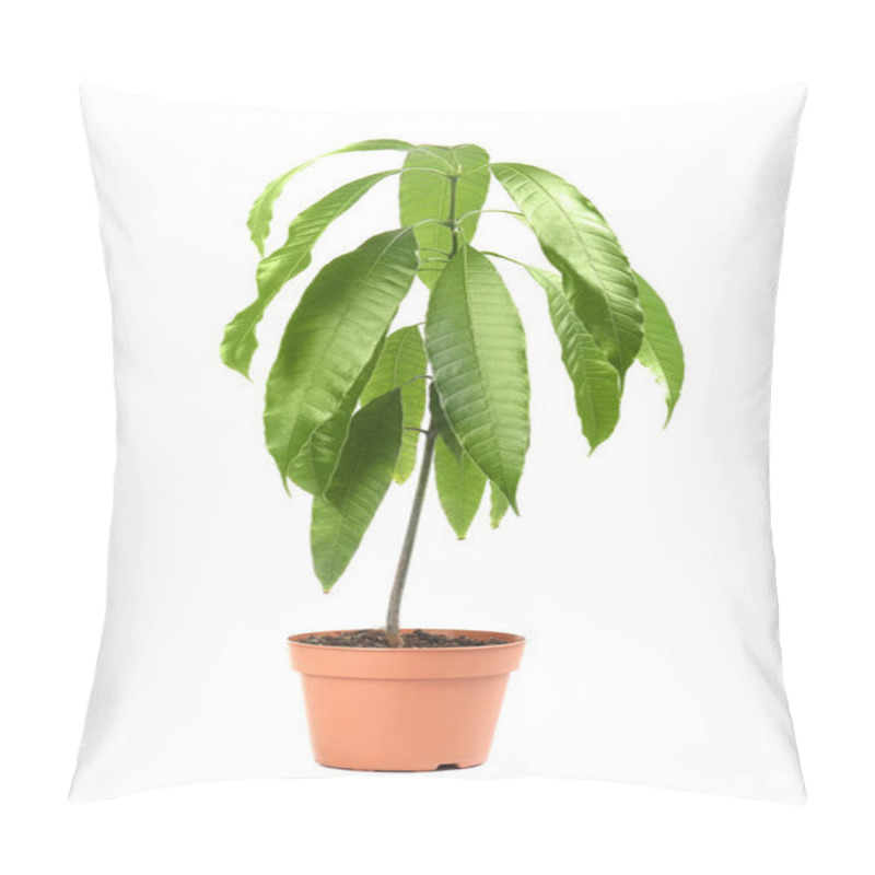 Personality  Mango Plant With Green Leaves In Flowerpot On White Background Pillow Covers