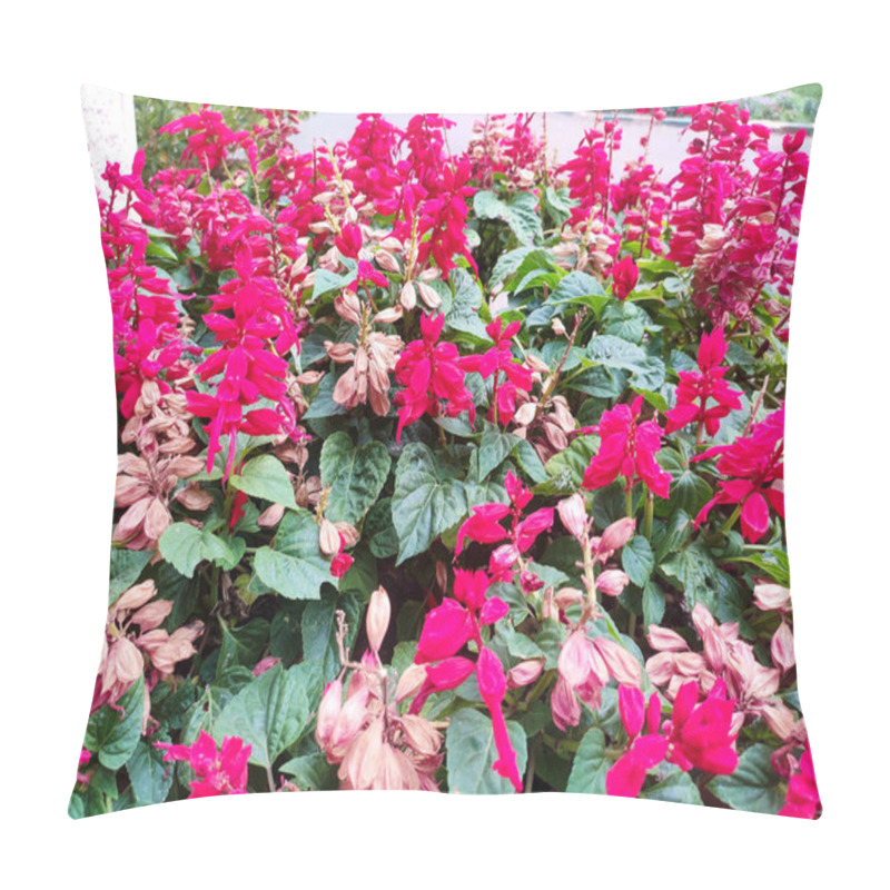 Personality  A Vibrant Display Of Scarlet Sage Or Salvia Splendens In Full Bloom, With Fiery Red Flowers Clustered Densely Against Lush Green Foliage, Creating A Striking Visual Contrast. Pillow Covers