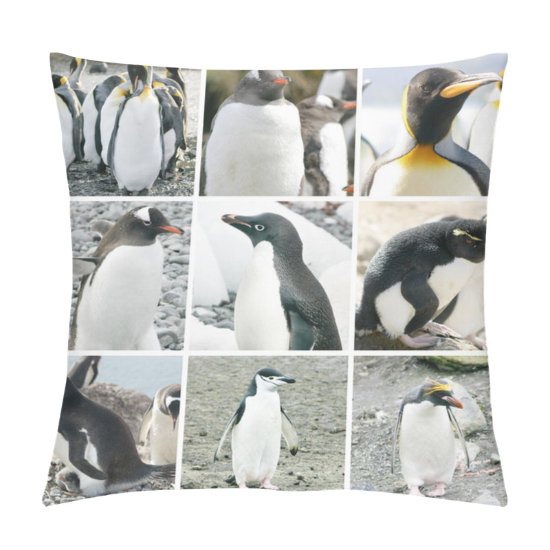 Personality  Collage With Different Penguin Species Pillow Covers