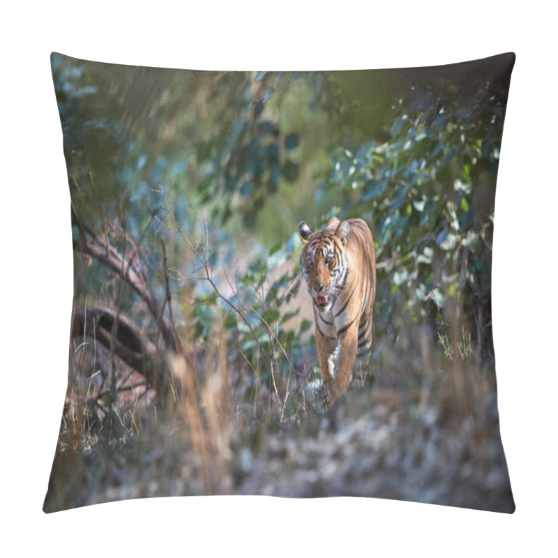 Personality  Wild Bengal Tiger, Panthera Tigris, Walking Directly At Camera Through Dry Forest Partly Illuminated By Sun. Tiger In Its Natural Environment. Ranthambore National Park, Rajasthan, India Pillow Covers