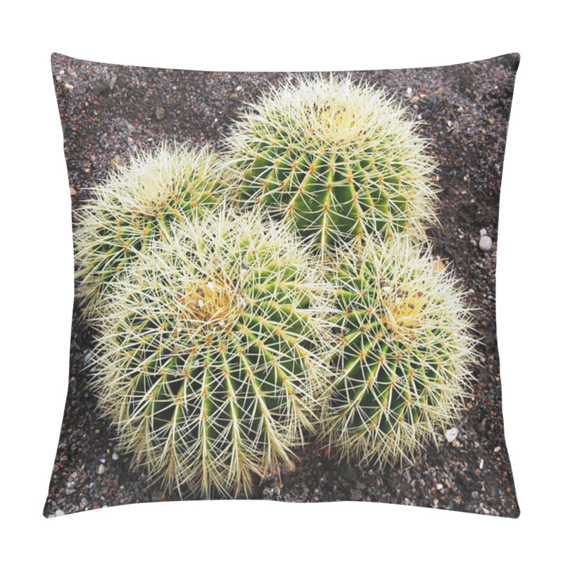 Personality  Barrel Cactus In Botanical Gardens Pillow Covers