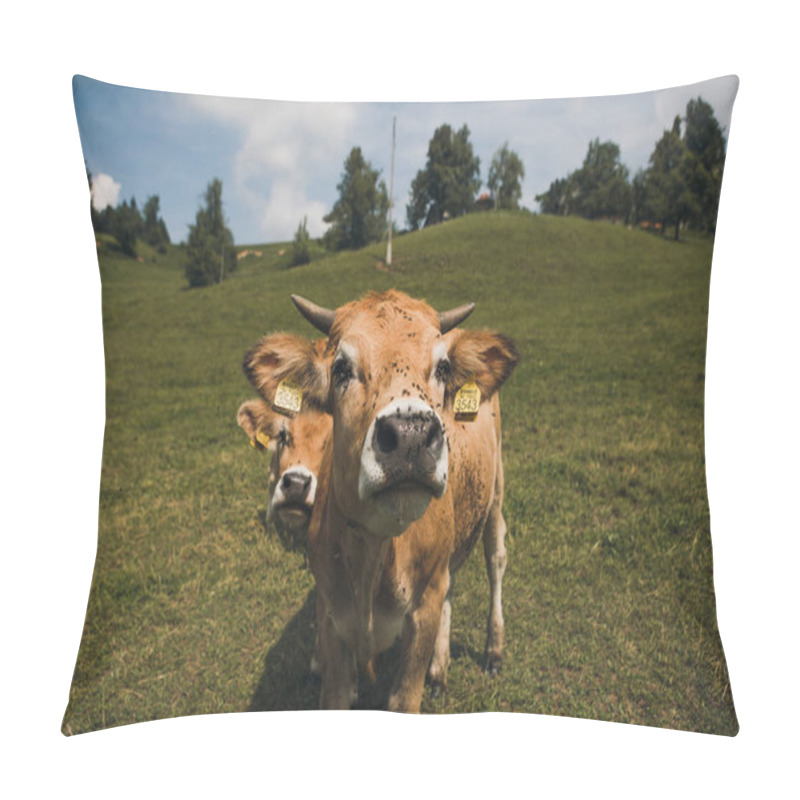 Personality  Cows On The Field With Blue And Green Background. Pillow Covers