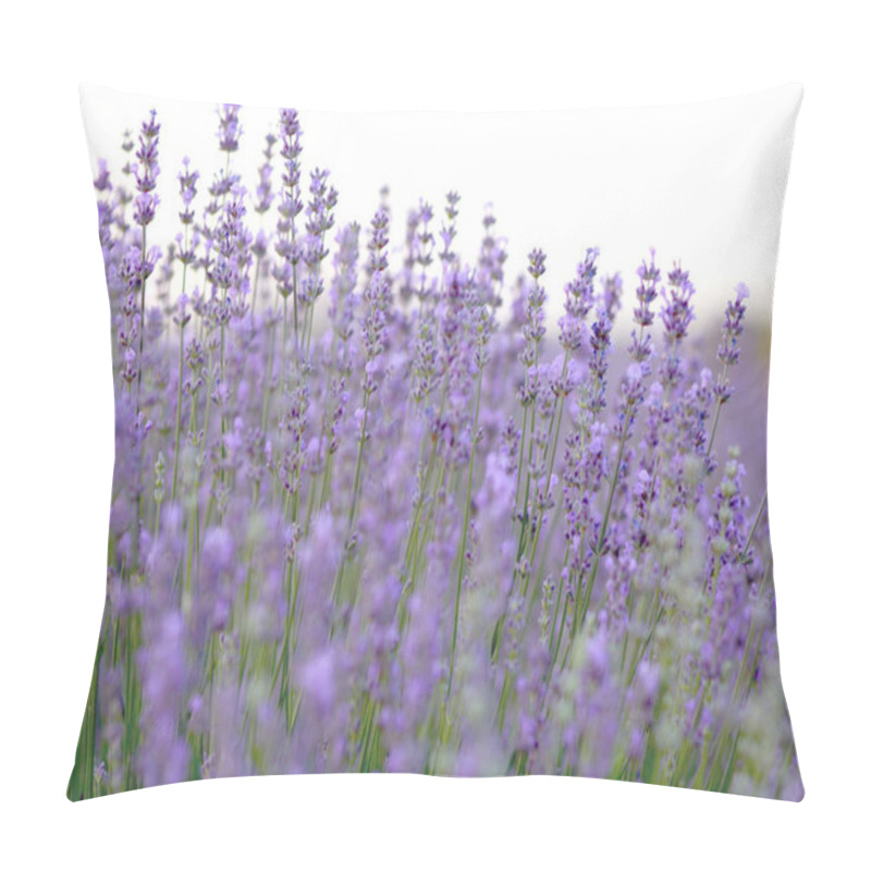 Personality  Lavender Field Blooms Against The Lake Pillow Covers