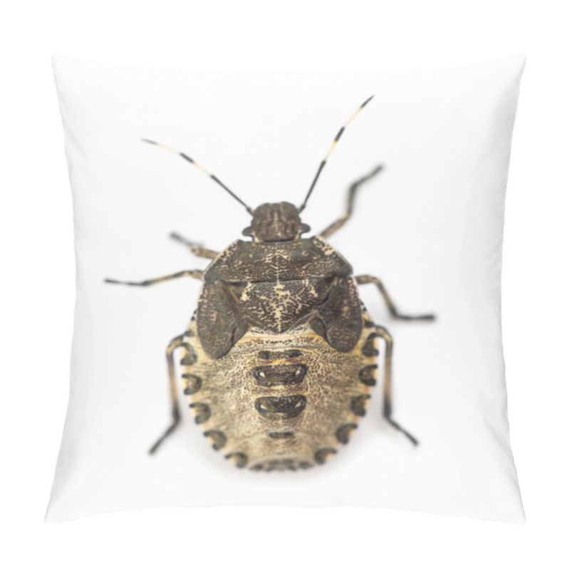 Personality  Top View Of A Shield Bug, Troilus Luridus, Against White Backgro Pillow Covers