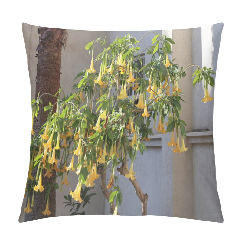 Personality  Brugmansia Arborea (angel's Trumpet) Is A Species Of Flowering Plant In The Family Solanaceae Pillow Covers