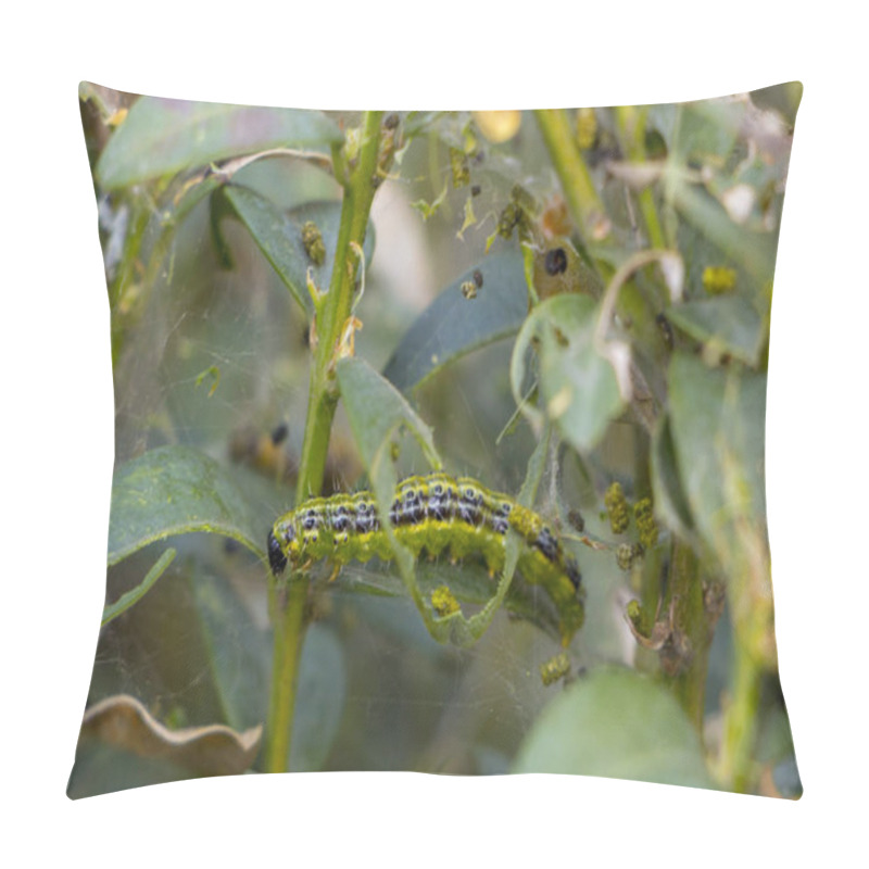 Personality  Cydalima Perspectalis As The Biggest Pest For Buxus. Pillow Covers