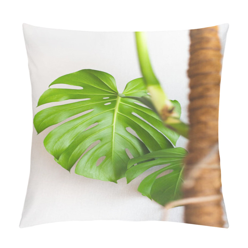 Personality  Carved Leaves Of A Beautiful Monstera Flower On Background Of A White Wall. Pillow Covers