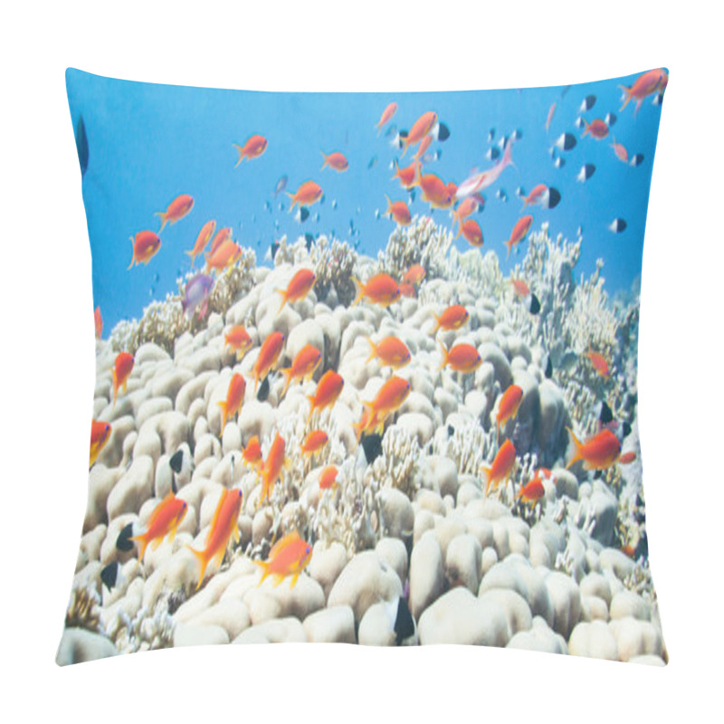 Personality  School Of Anthias Over Coral Formation Pillow Covers