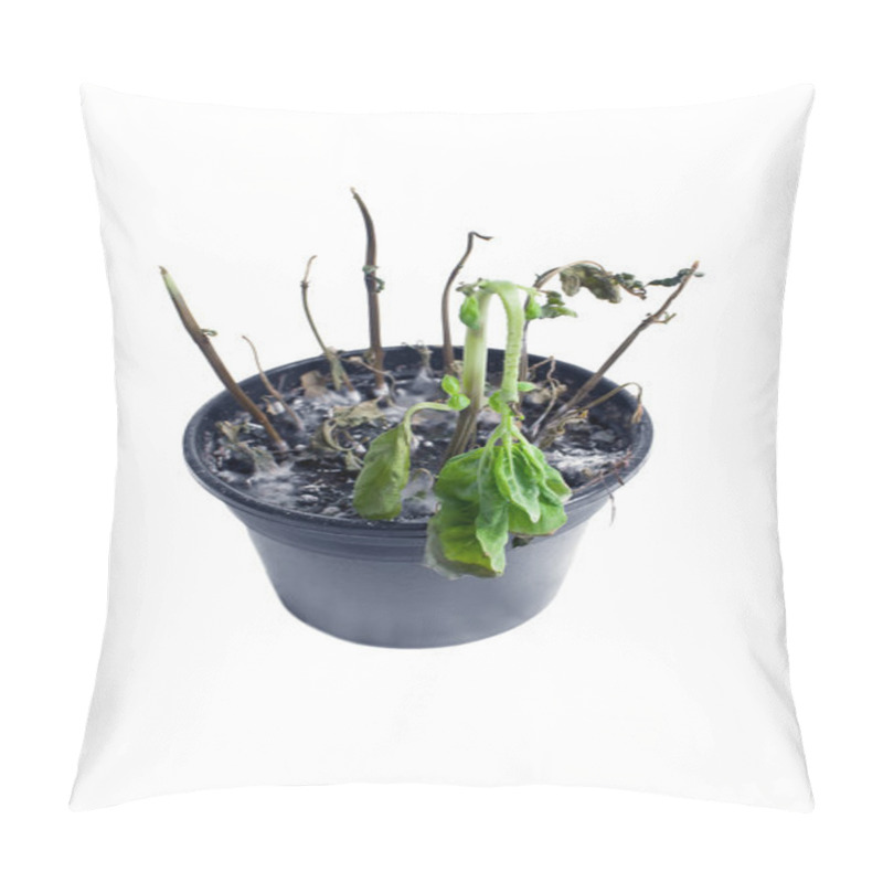 Personality  Dead Plant In A Pot, Isolated On White Pillow Covers