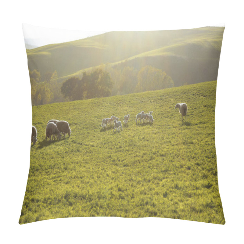 Personality  Scenic Farmland Scenery With Flock Of Grazing Sheep And Lambs On Green Pasture In Tuscany, Italy, Europe Pillow Covers