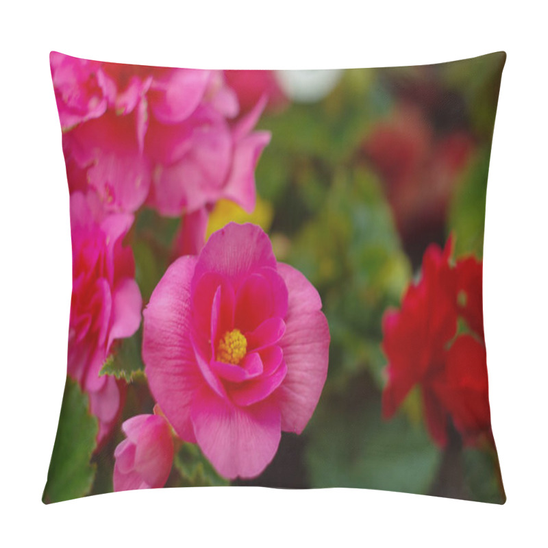 Personality  Close Up Detail With A Beautiful Wax Begonia Pillow Covers