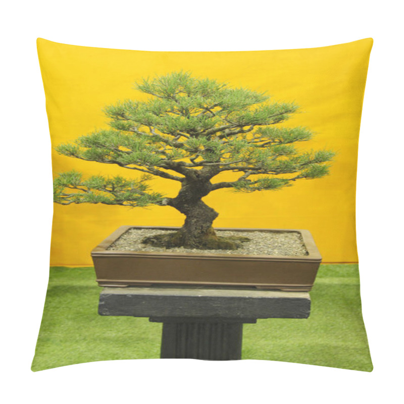 Personality  Bonsai Tree, Casuarina Or Saru, Casuarina Equistefolia, Bonsai Tree Exhibition At Pune Pillow Covers