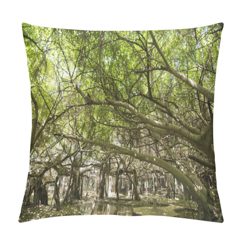 Personality  The Mangrove Forest Park Of The Sai Ngam Bayan Tree In The Town Of Phimai In The Provinz Nakhon Ratchasima In Isan In Thailand. Thailand, Phimai, November, 2017. Pillow Covers