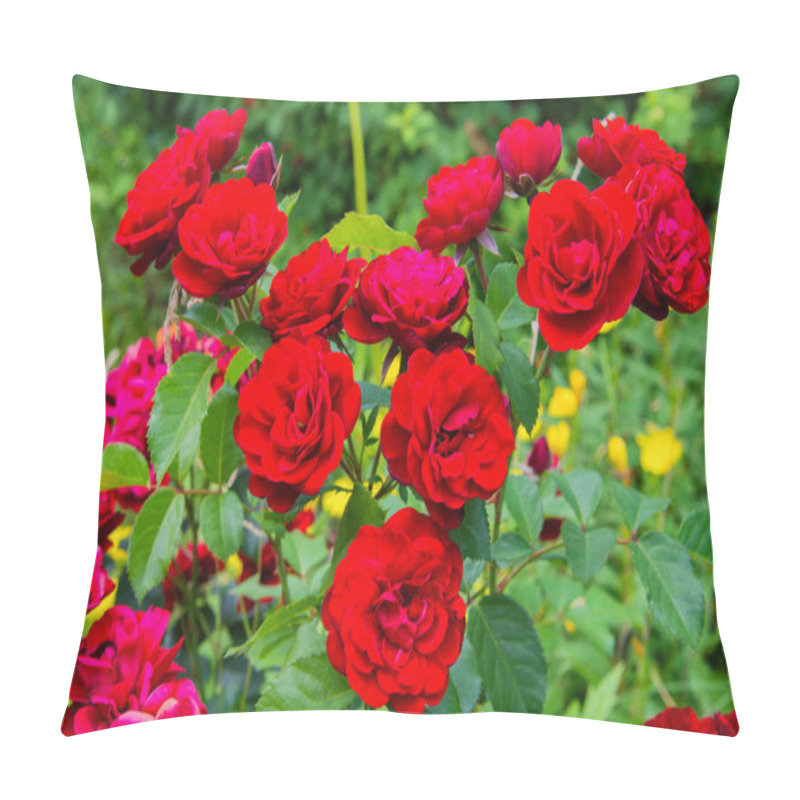 Personality  Closeup Of Bunch Of Red Roses In The Garden. Flowering Roses In The Garden. Pillow Covers