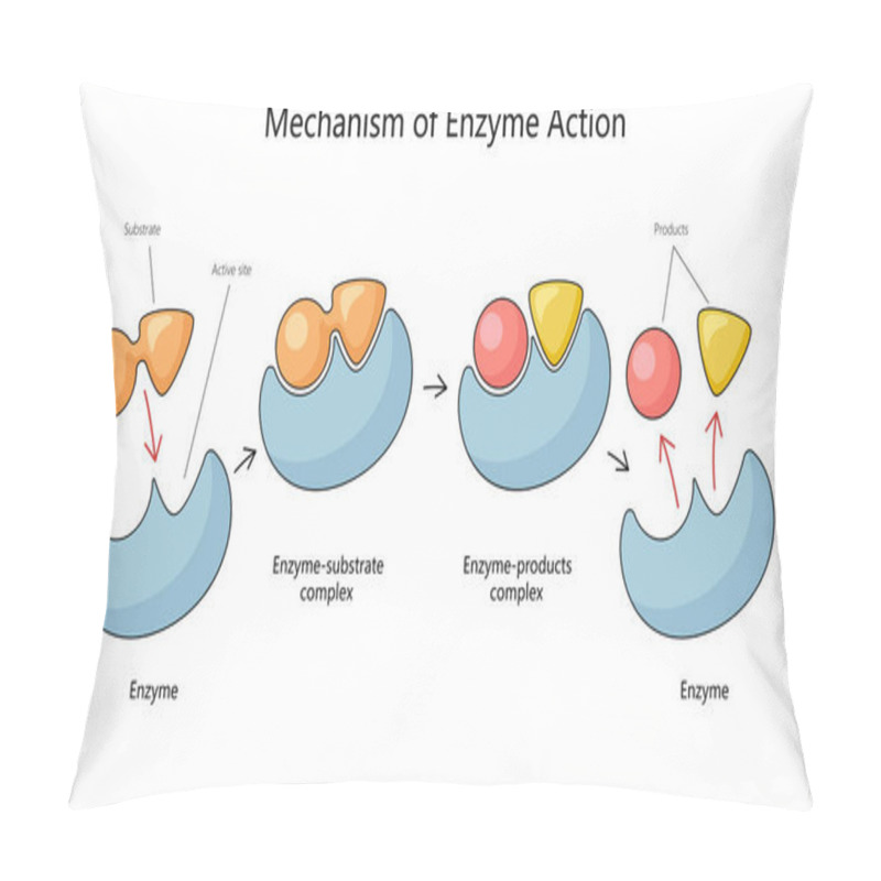 Personality  Human Mechanism Of Enzyme Action With Substrate And Product Complexes Diagram Hand Drawn Schematic Raster Illustration. Medical Science Educational Illustration Pillow Covers