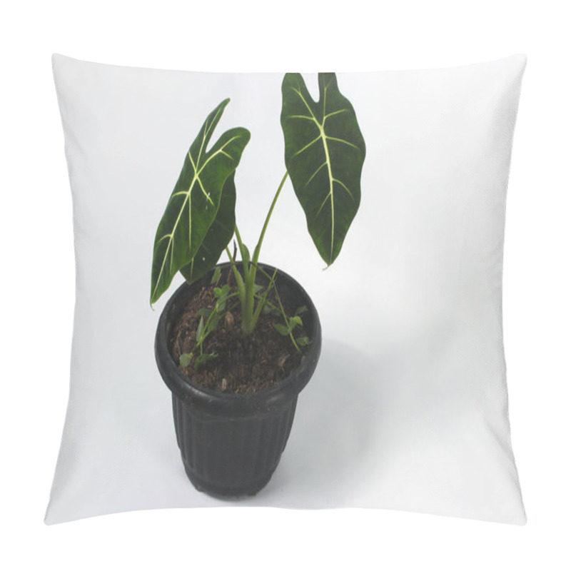 Personality  Alocasia Green Velvet (Alocasia Micholitziana Frydek) On Black Pots Isolated On White Background. Pillow Covers